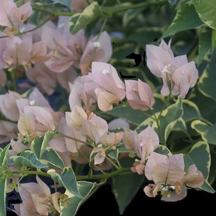 三角梅 马斯佩拉克扦插小苗庭院阳台 马斯