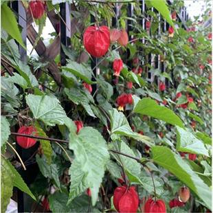 极速灯笼花藤本爬藤植物盆栽蔓性风铃花室内外庭院观花绿植四季 好