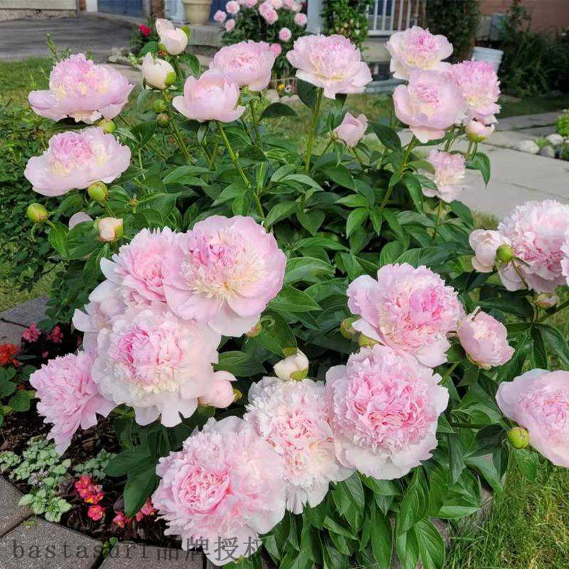 推荐Peony Seedlings peony flowers bloom all the year round,