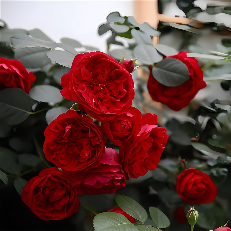 佛罗伦蒂娜爬藤月季藤本重瓣红色蔷薇花苗庭院阳台四季开大花浓香