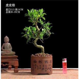 虎皮榕盆景小叶榕树盆栽绿植四季 新品 常青耐寒榕树造型树桩苗室内