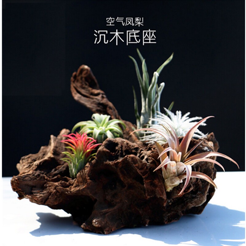 精品50~90鱼缸秒o沉木造景大型拱桥多枝南美水族装饰文玩摆件免煮
