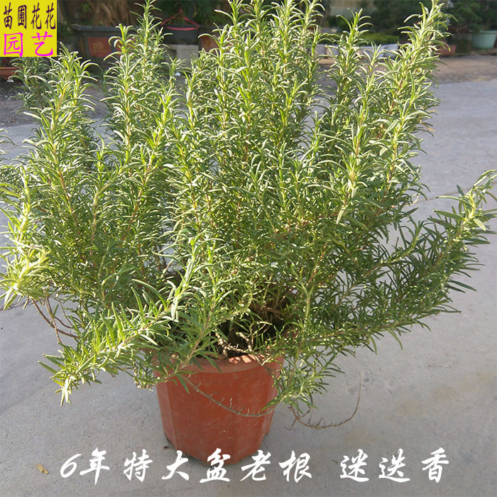 小众高货食用香草植物 特大盆迷迭香盆栽 西餐料理调料气味芳香净