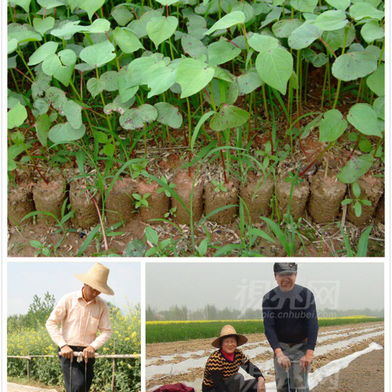 打穴器 棉花花卉农作物制钵器 打钵器 钵机 单钵双钵 移苗打孔器
