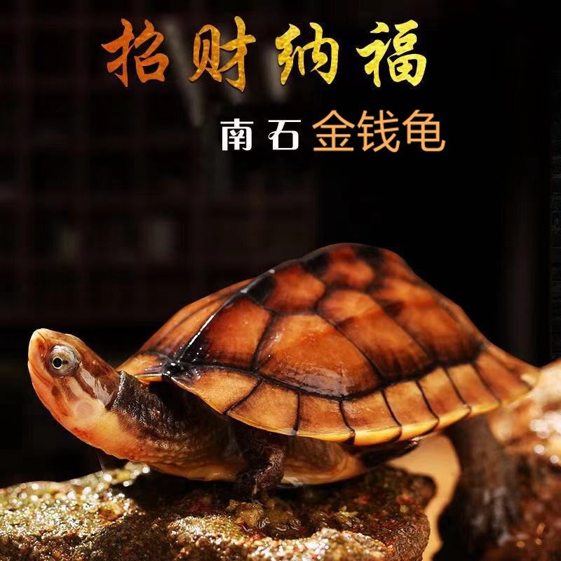 速发纯种石金钱龟招财观赏宠物龟大龟乌龟活物金钱龟小青黄喉拟水