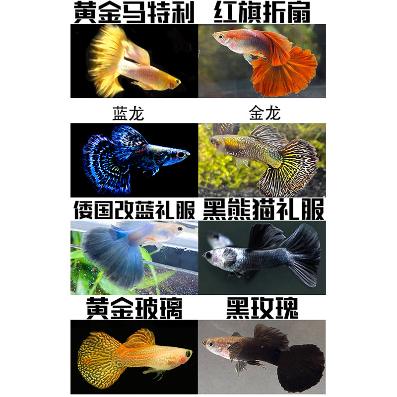 速发高端精品孔雀鱼活鱼大尾临产怀孕母鱼纯种天空蓝白稀罕宠物观