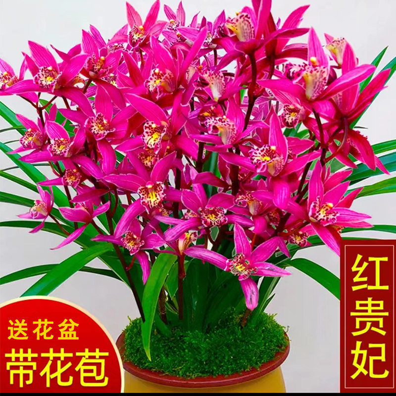 (带3支花起)兰花(红贵妃)浓香四季兰草名贵花卉室内盆栽