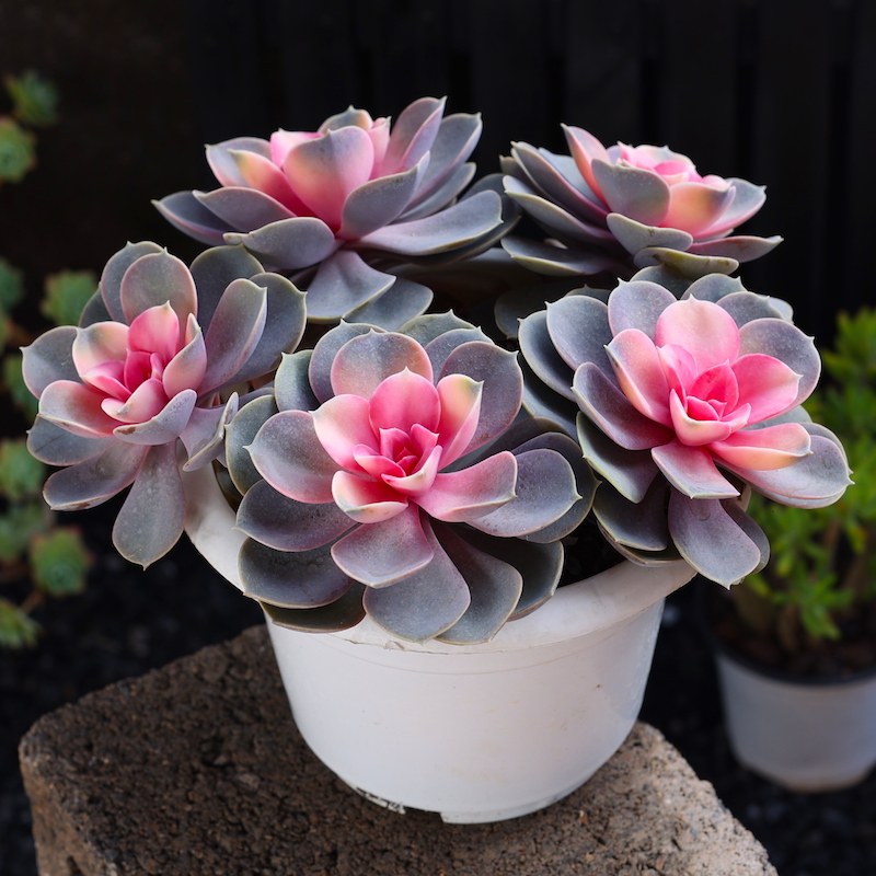 大颗红心莲多肉植物室内盆栽组合花卉网红肉肉好养小老桩云南