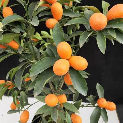 新品带果实的盆栽小果树可食用橘子树室内金桔苗带果客厅阳台庭院