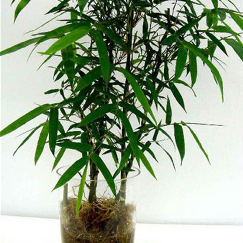 水养植物花卉罗汉竹室盆栽绿植观叶观茎可内水培佛肚竹