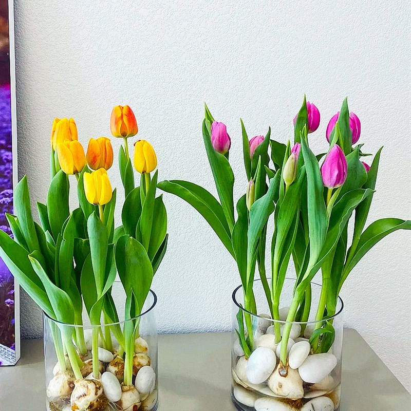 。适合水养的花郁金香水培带花苞发货懒人阳台上春天种的种球类花