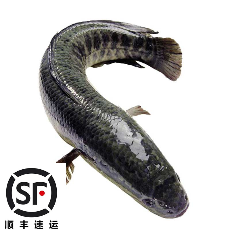 速发黑鱼苗20cm活淡水生纯种小土南方大口鲶鱼苗幼苗养殖蛇财乌鱼