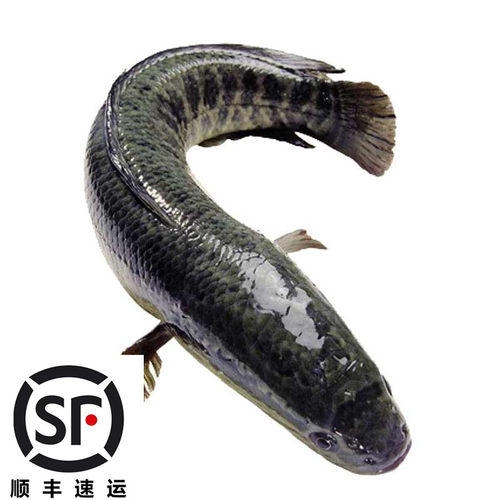 速发黑鱼苗20cm活淡水生纯种小土南方大口鲶鱼苗幼苗养殖蛇财乌鱼