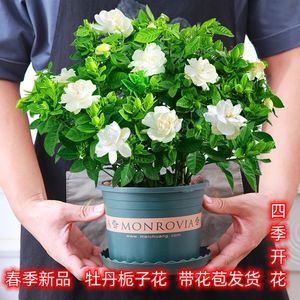 大盆栀子花带花苞  栀子花盆栽水培室内花卉绿植四季开花除甲醛花