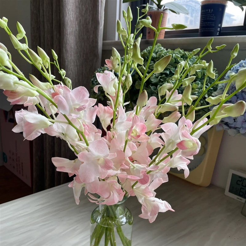 淡雅粉色兰花洋兰鲜o切花室内水养云南基地直发昆明鲜花束礼物包