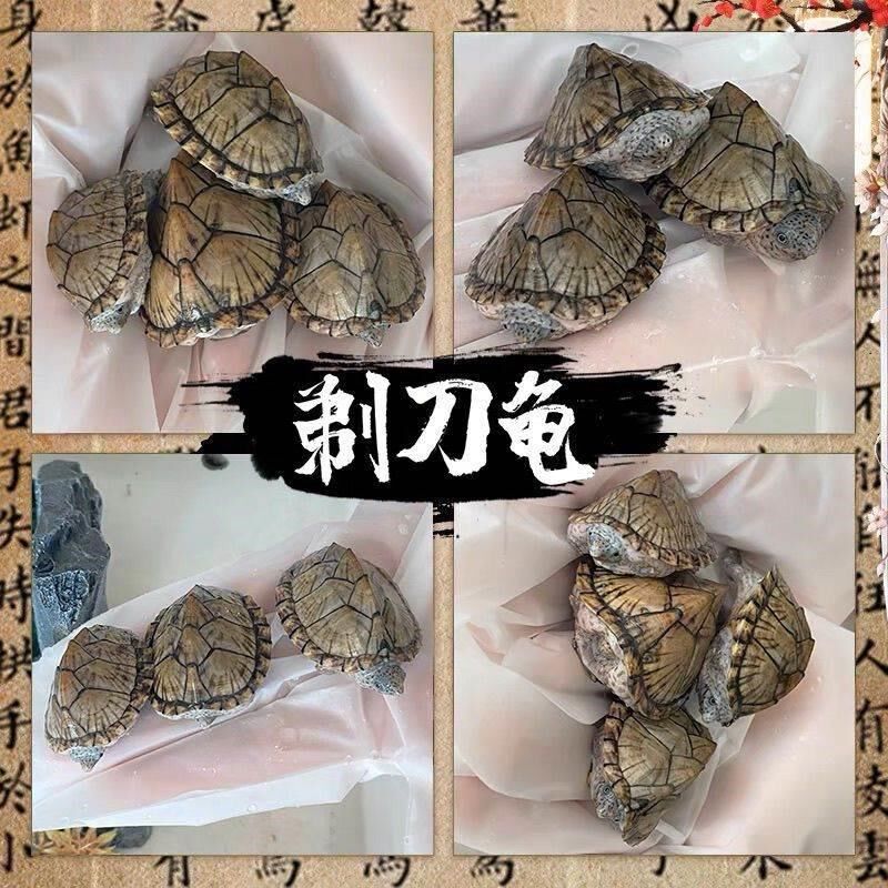 剃刀龟便宜龟龟苗屋顶龟观赏龟深水龟宠物龟观赏龟蛋龟招财镇宅