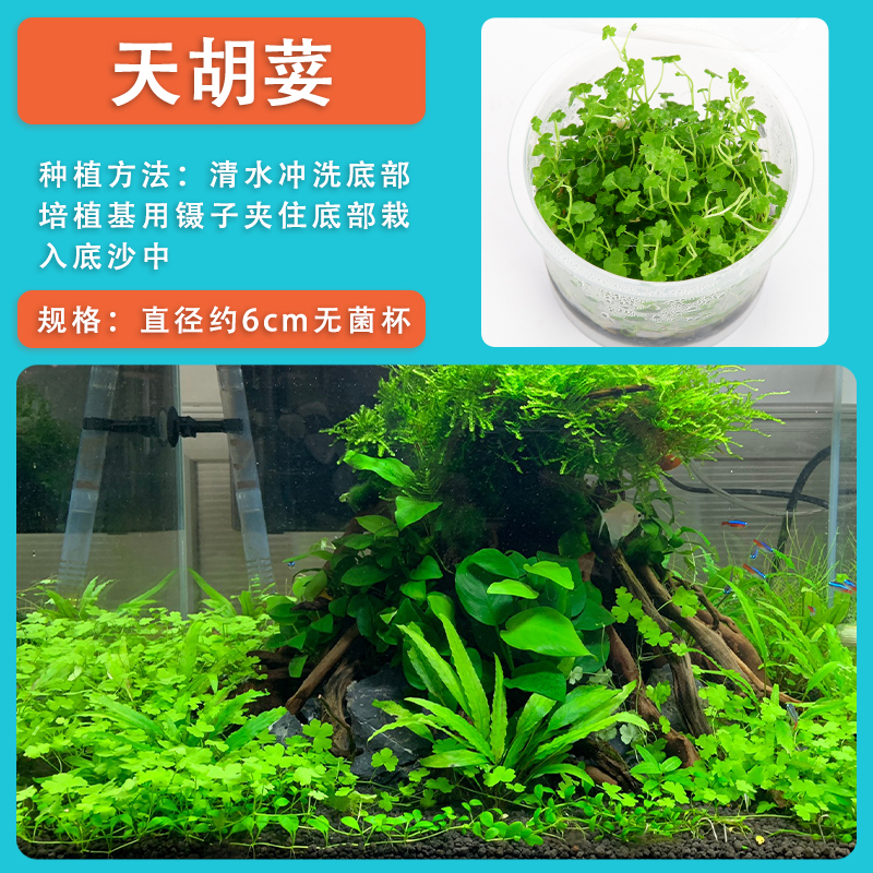 急速发货天胡荽盆栽鱼缸草坪真水草草前景草天湖葵迷你植物景趴地