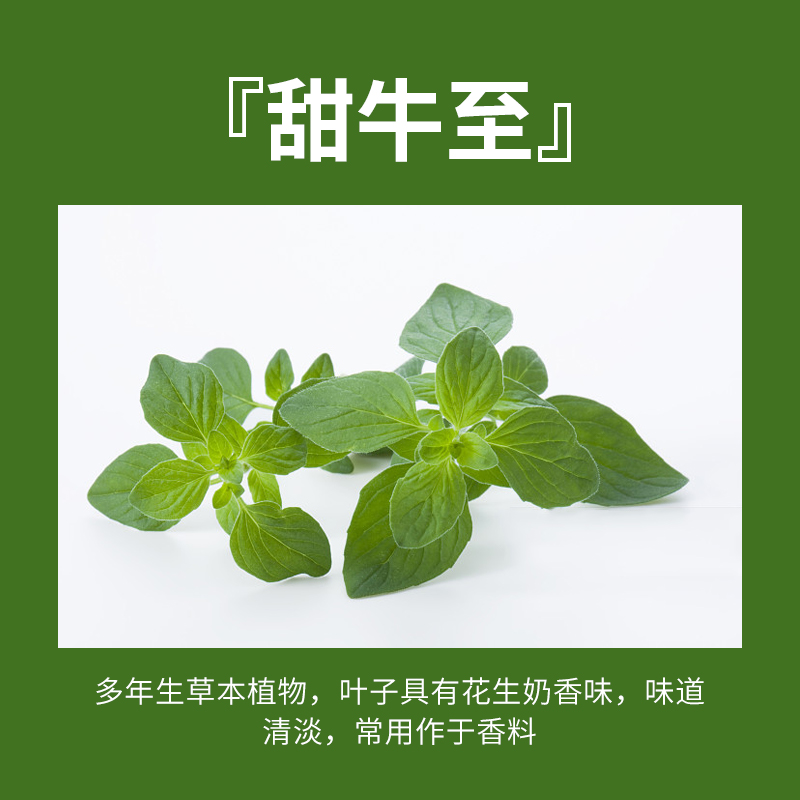 新品薄荷迷迭香百里香罗勒叶香茅紫苏新鲜可食用驱蚊绿植香草香料