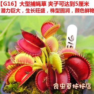 食虫植物 巨型捕蝇草 G16捕蝇草