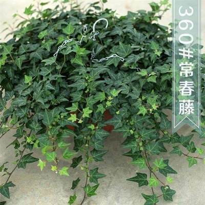 极速iy pottjed plants ivndoor large anging vinca ihnbiJ53730