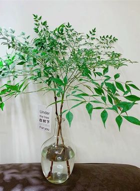 美男树水培适合放卧室的客厅w绿植物不用晒太阳的不需要阳光的花