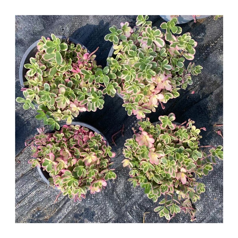 现货速发太阳花锦多肉植物12厘米盆夏季养护橙色季节