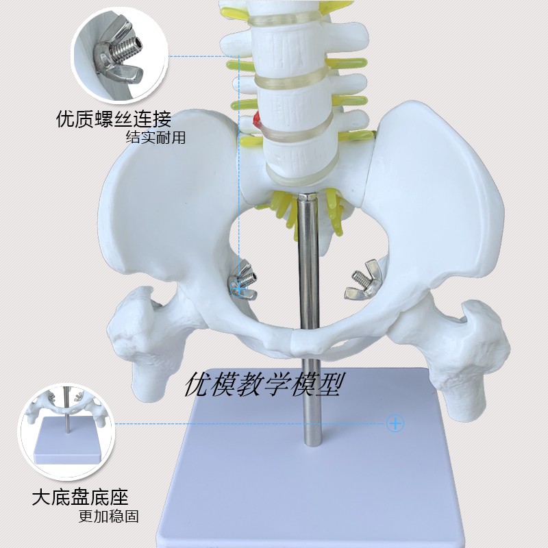 推荐教学仿真骨骼45cm85cm脊柱脊椎模型带半腿骨模型1:1人体骨骼 玩具/童车/益智/积木/模型 其他模型玩具 原图主图