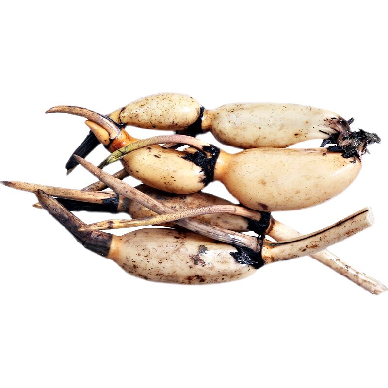 荷花藕苗大型观赏莲花苗水培莲花根茎池塘水生种根荷花苗食用缸养