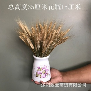 原色麦穗干花植物工艺品仿真花束场地布置道具干花大麦子麦穗