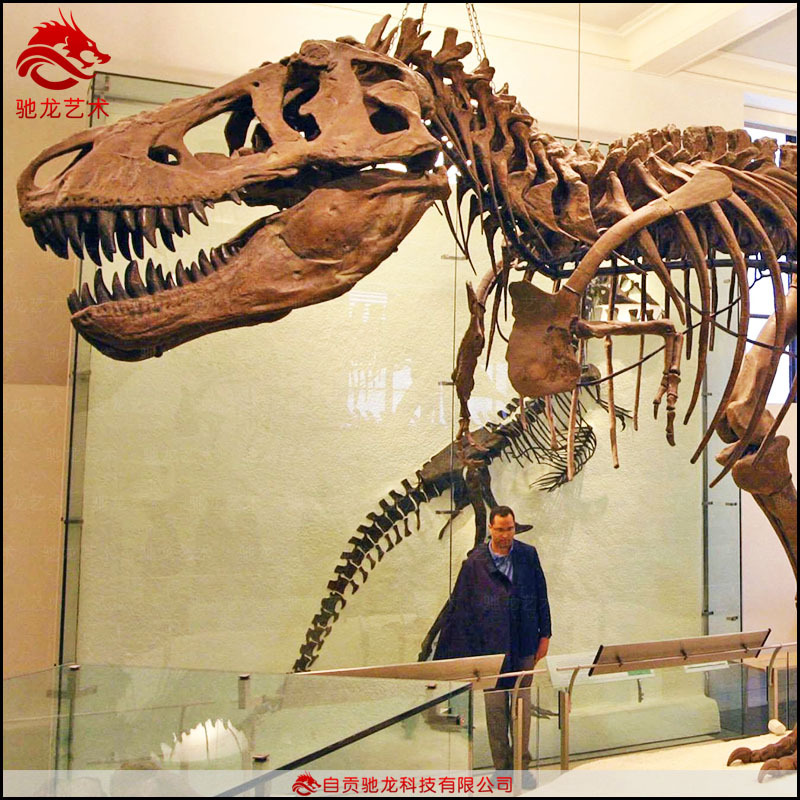 仿真棘背龙骨架化石米大型生物骨架科普模型定制博物馆美陈展品