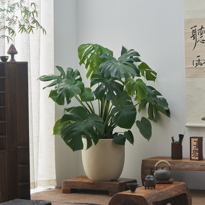 龟背竹盆栽办公室内客厅背景落地大型中式网红绿植吸甲醛四季常青