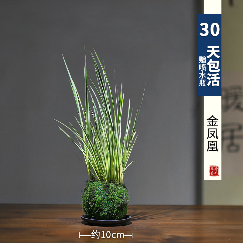 菖蒲盆栽室面内观叶苔摆藓球简约桌好创养绿植意茶苔禅意件苔玉球
