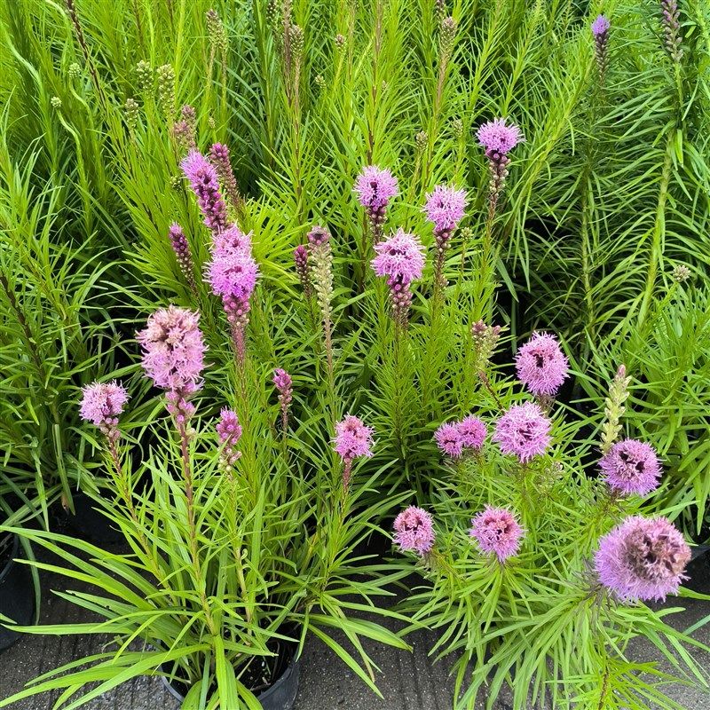 四季花镜植物蛇鞭菊蛇鞭草盆栽花苗蛇鞭菊庭院室外多年生草本花卉