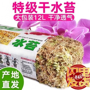 生态瓶干水苔蝴蝶兰青苔兰花石斛土苔藓乌龟垫料捕蝇草猪笼草