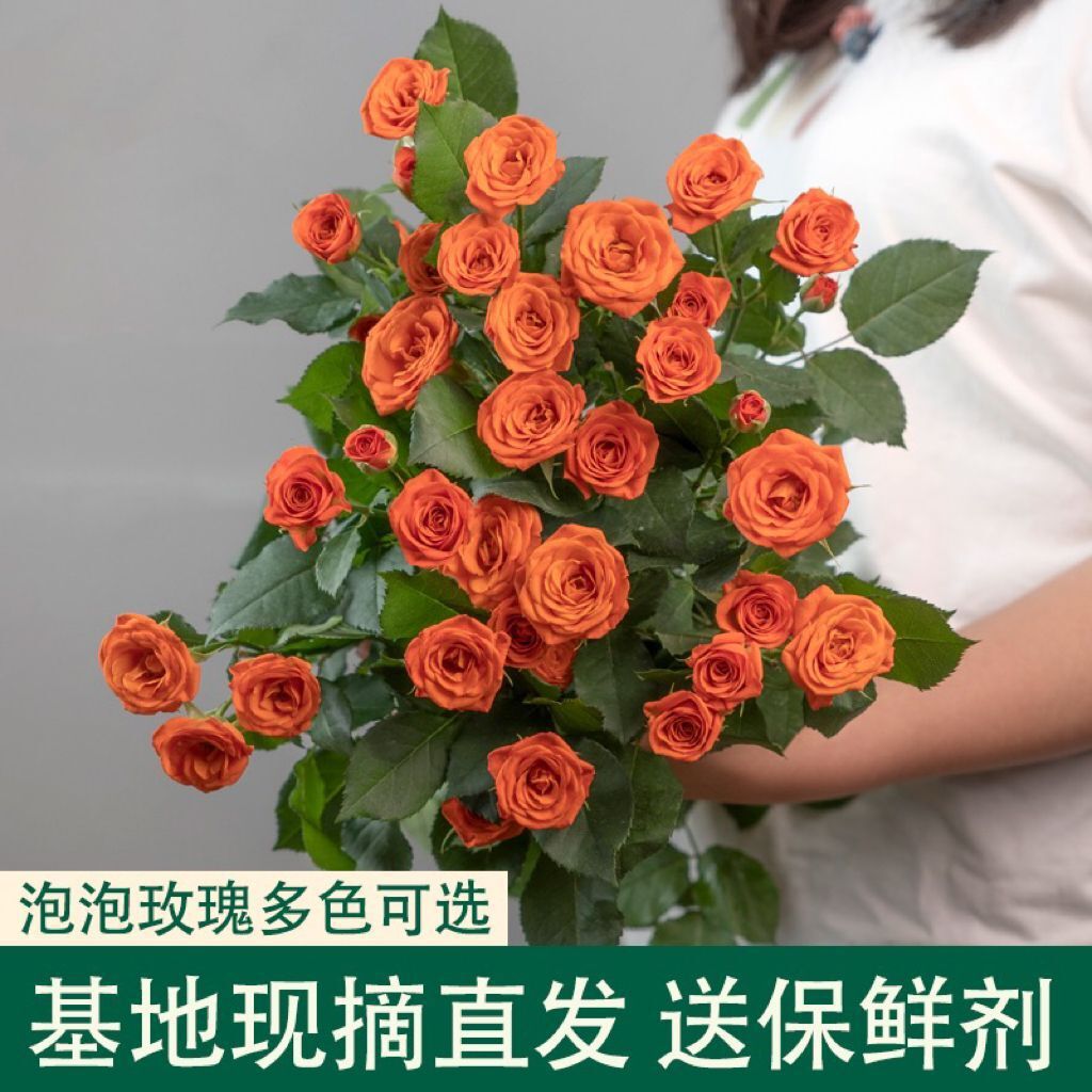 多头玫瑰鲜花花束泡泡蔷薇云南基地家用水养鲜花插花包装