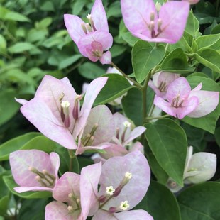 费 免邮 开花盆栽绿植 三角梅三角洲黎明橙冰爬藤植物扦插阳台四季