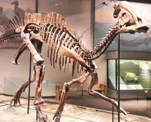 饰模型 大型仿真恐龙化石标本动物骨骼摆件仿古生物骨架艺术造型装