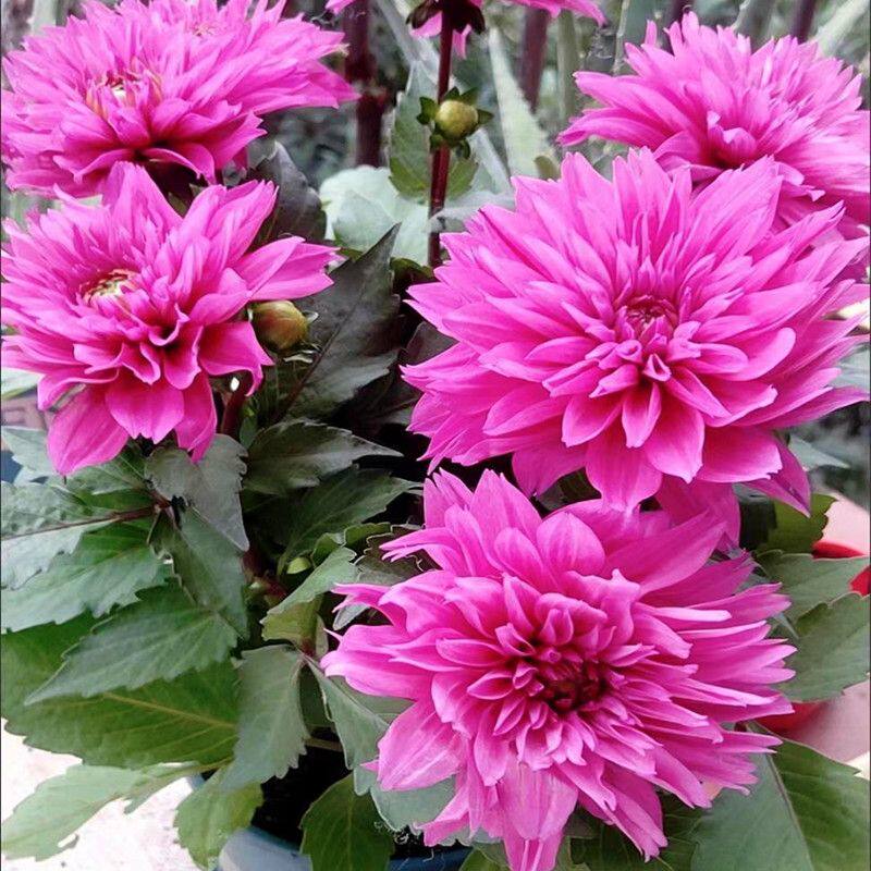 重瓣大丽菊盆栽大花型花卉四季开花室内阳台庭院观花植物带花花苞