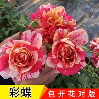 7年玫瑰花苗老桩空气清香四季开大花盆栽好养植物阳台庭院月季花