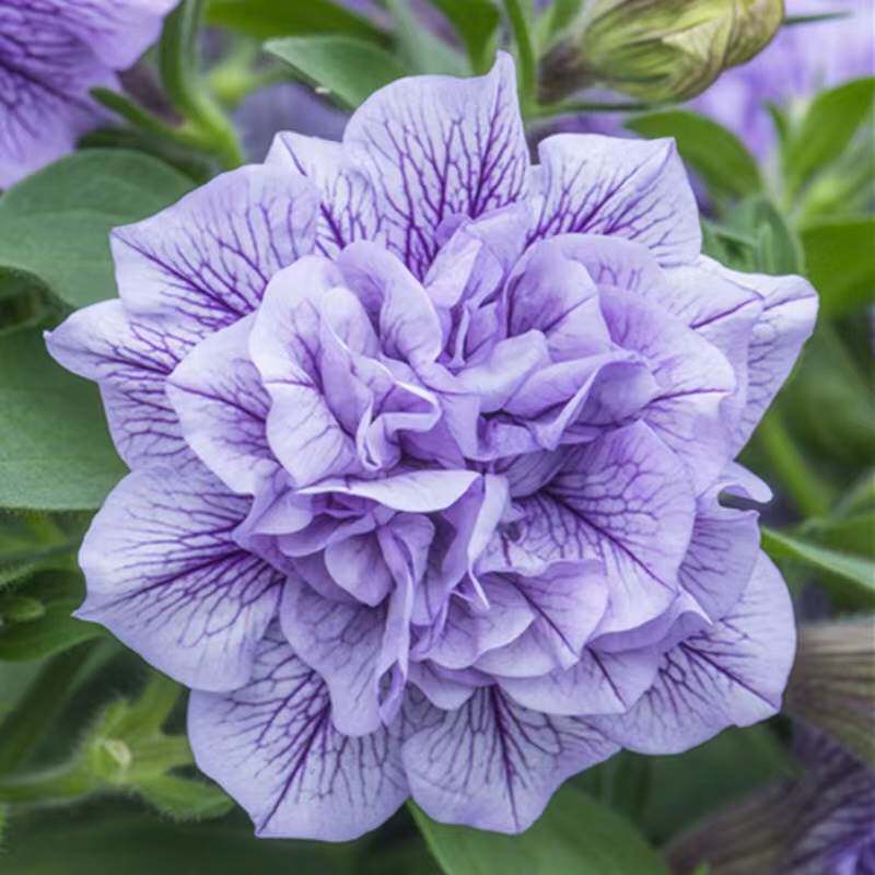 矮牵牛新花品重瓣矮牵牛冰淡紫伊丽莎白阳台庭院花卉绿植盆栽花苗