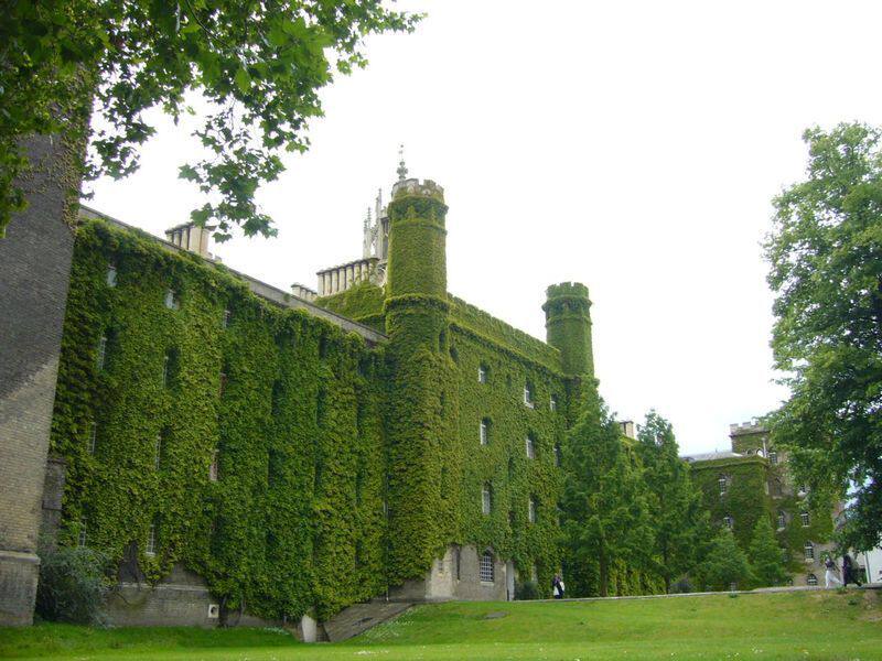 爬山虎 爬墙虎地锦 落叶大藤本四季庭院绿化攀援绿植花种子孑籽