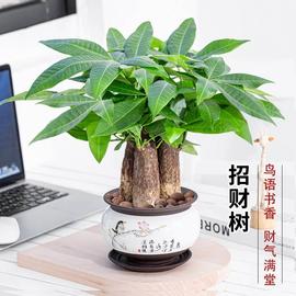 发财树盆栽室内植物招财客厅，办公室桌面摆件，绿植好养乔迁新居花卉