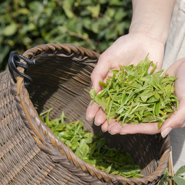 2023新茶神农架绿茶高山云雾茶绿茶250g散装云雾茶炒青绿茶茶叶