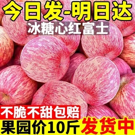 陕西洛川红富士苹果水果，新鲜整箱当季脆甜丑平果10冰糖心萍果