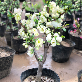 银长寿绿宝石海棠花苗花卉盆栽，盆景室内客厅阳台绿植花卉耐寒观花