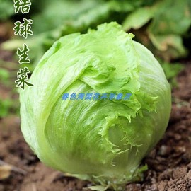 球生菜菜籽结球形籽罗莎红汉堡四季播种秋冬季蔬菜种子落地球种孑