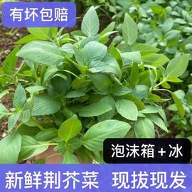 新鲜荆芥菜河南特产现摘现发带根大叶荆芥，茎芥调味菜冰鲜蔬菜