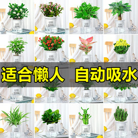 绿萝吊兰多肉发财树花卉盆栽，植物办公室内小绿植，去除甲醛水培好养