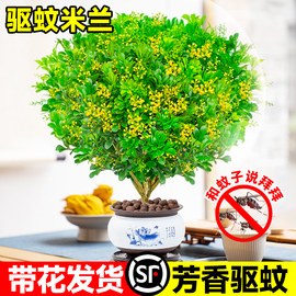 香水米兰花盆栽带花绿植，驱蚊植物花卉，卧室内四季开老桩茉莉花树苗