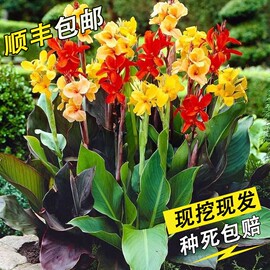 美人蕉种球四季易养花卉盆栽，室外庭院地栽植物花苗多年生带芽根茎